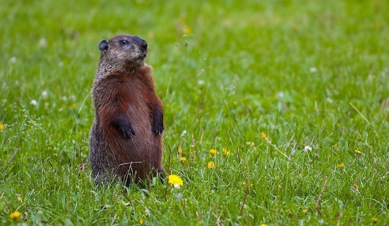 Staten Island's Groundhog Predicts Early Spring as Punxsutawney Phil Forecasts Longer Winter in 2025