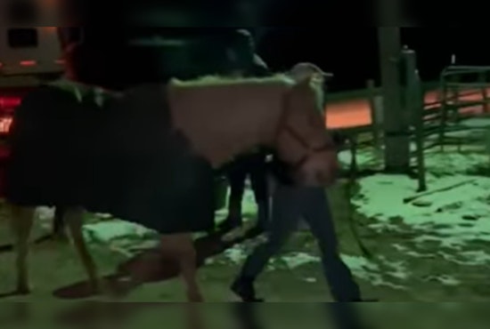Stolen Horse 'Pancho' Safely Returned to Memphis's Shelby Farms Stables After Community Effort