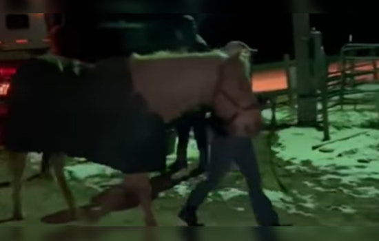 Stolen Horse 'Pancho' Safely Returned to Memphis's Shelby Farms Stables After Community Effort