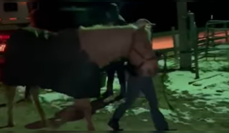 Stolen Horse 'Pancho' Safely Returned to Memphis's Shelby Farms Stables After Community Effort