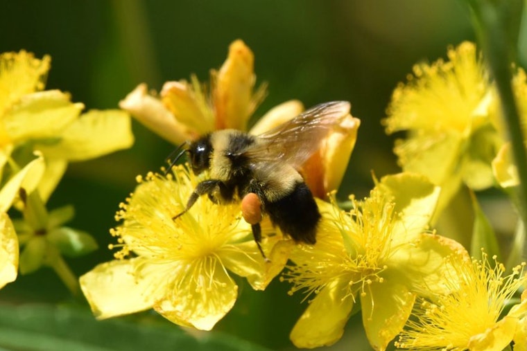 Support Wisconsin's Wildlife: Donate to Endangered Resources Fund on Your Tax Return