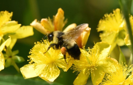 Support Wisconsin's Wildlife: Donate to Endangered Resources Fund on Your Tax Return