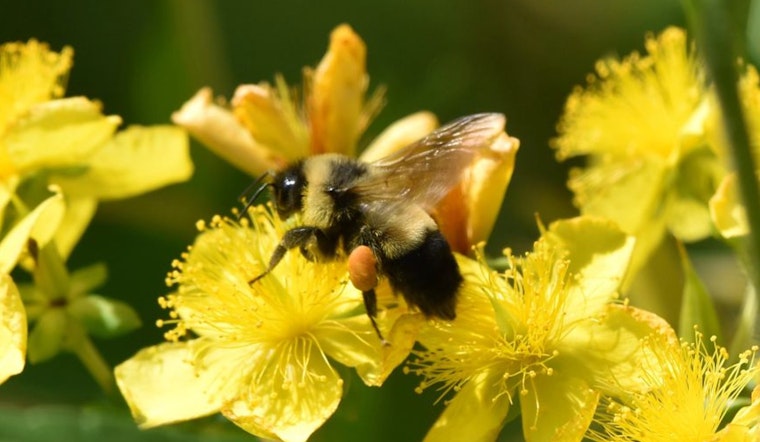 Support Wisconsin's Wildlife: Donate to Endangered Resources Fund on Your Tax Return