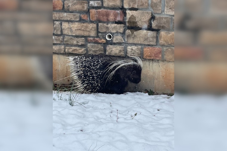 TWRA Captures Escaped Pet Porcupine, Urges Responsible Exotic Pet Ownership