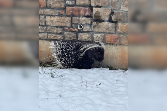 TWRA Captures Escaped Pet Porcupine, Urges Responsible Exotic Pet Ownership