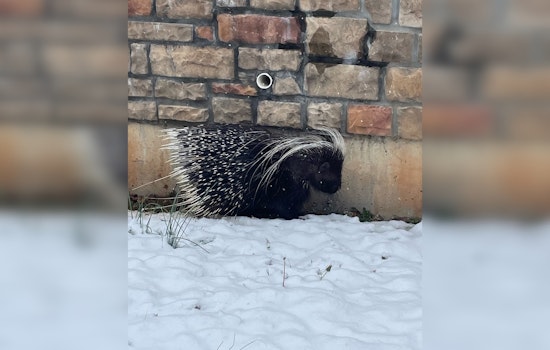 TWRA Captures Escaped Pet Porcupine, Urges Responsible Exotic Pet Ownership
