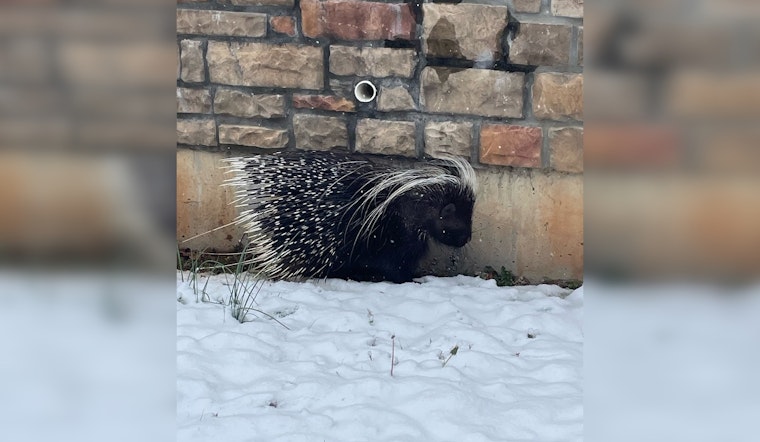 TWRA Captures Escaped Pet Porcupine, Urges Responsible Exotic Pet Ownership