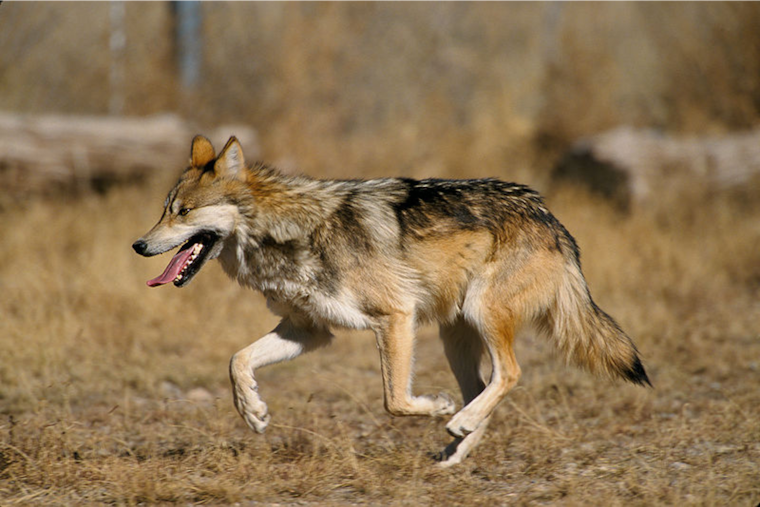 Uncollared Wolf in Jackson County Responsible for Livestock Attacks, Colorado Wildlife Officials Urge Public Vigilance
