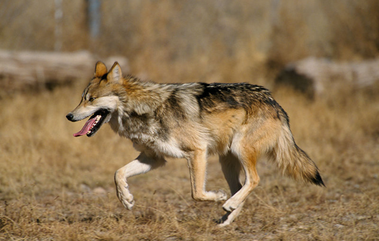 Uncollared Wolf in Jackson County Responsible for Livestock Attacks, Colorado Wildlife Officials Urge Public Vigilance