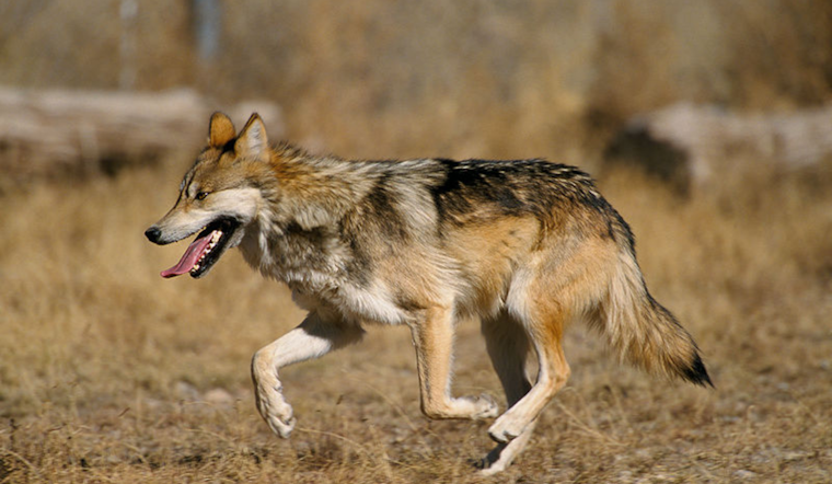 Uncollared Wolf in Jackson County Responsible for Livestock Attacks, Colorado Wildlife Officials Urge Public Vigilance