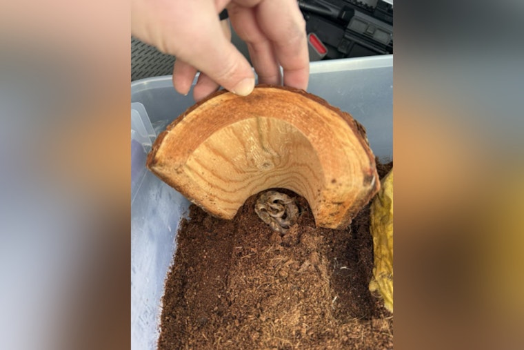 Venomous Snake Found in Banana Shipment at Manchester Market Basket