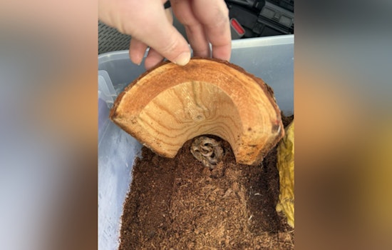 Venomous Snake Found in Banana Shipment at Manchester Market Basket