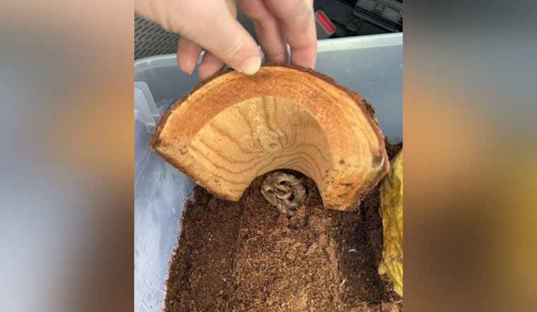 Venomous Snake Found in Banana Shipment at Manchester Market Basket