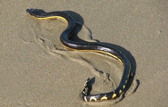 Venomous Yellow-Bellied Sea Snake Found on Hilo's Honoli’i Beach Prompting Warnings from Hawaii Officials