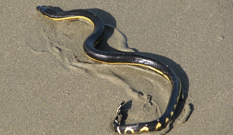Venomous Yellow-Bellied Sea Snake Found on Hilo's Honoli’i Beach Prompting Warnings from Hawaii Officials
