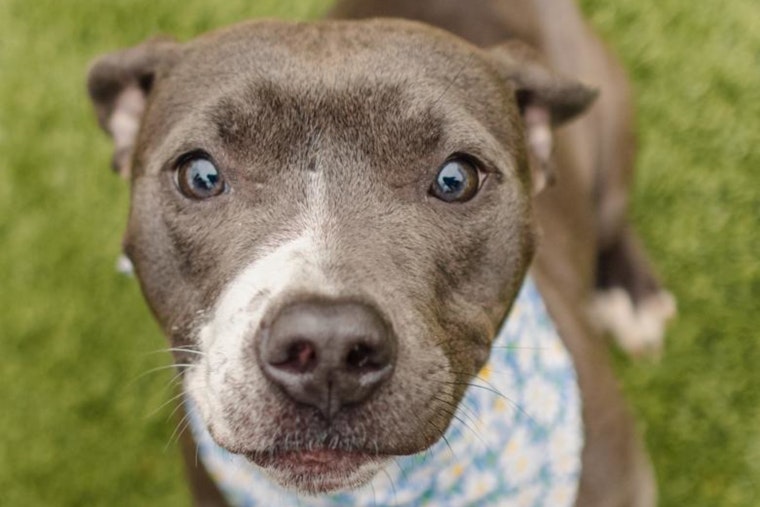 Wake County Animal Center Rolls Out Free Rabies and Microchip Clinics in Cary, Fuquay-Varina, Wake Forest, and Zebulon