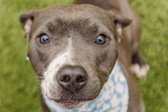 Wake County Animal Center Rolls Out Free Rabies and Microchip Clinics in Cary, Fuquay-Varina, Wake Forest, and Zebulon