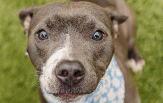 Wake County Animal Center Rolls Out Free Rabies and Microchip Clinics in Cary, Fuquay-Varina, Wake Forest, and Zebulon