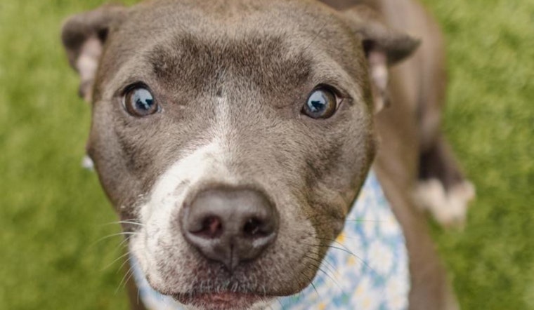 Wake County Animal Center Rolls Out Free Rabies and Microchip Clinics in Cary, Fuquay-Varina, Wake Forest, and Zebulon