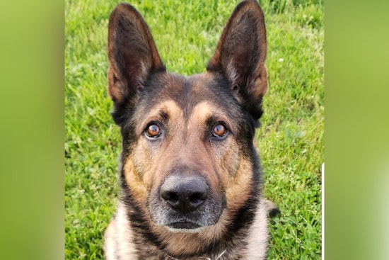 Warrick County Sheriff's Office Mourns the Loss of Retired K9 Hero Fado