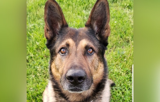 Warrick County Sheriff's Office Mourns the Loss of Retired K9 Hero Fado