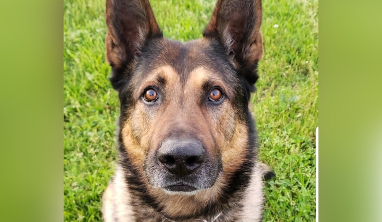 Warrick County Sheriff's Office Mourns the Loss of Retired K9 Hero Fado