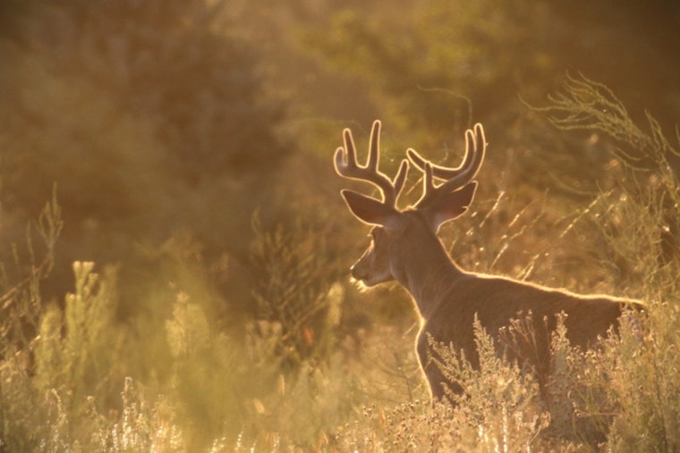 Washington Department of Fish and Wildlife Seeks Public Input on Proposed Hunting Season Regulations