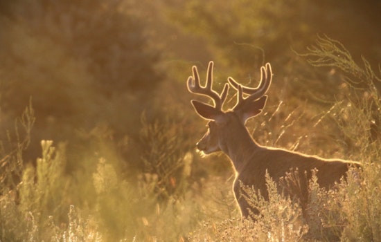 Washington Department of Fish and Wildlife Seeks Public Input on Proposed Hunting Season Regulations