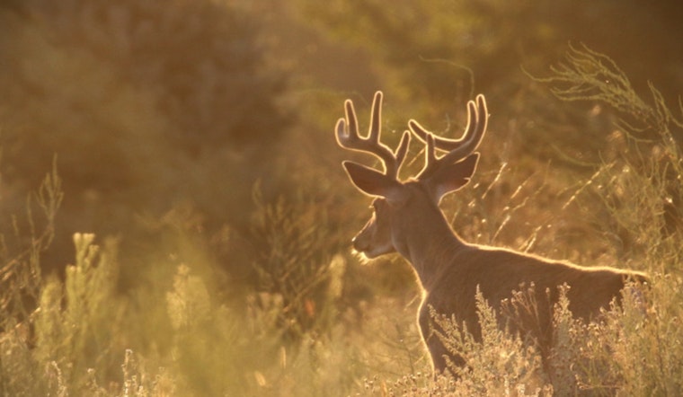 Washington Department of Fish and Wildlife Seeks Public Input on Proposed Hunting Season Regulations