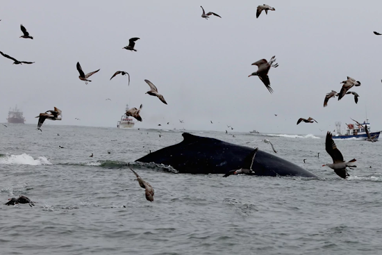 Washington State Proposes New Regulations to Protect Marine Life in Dungeness Crab Fishery