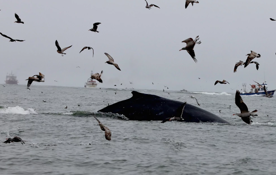 Washington State Proposes New Regulations to Protect Marine Life in Dungeness Crab Fishery