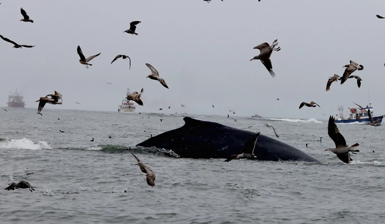 Washington State Proposes New Regulations to Protect Marine Life in Dungeness Crab Fishery