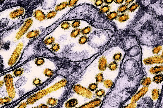 Washington State Warns of Potential Link Between Contaminated Raw Pet Food and Avian Flu Cases in Cats