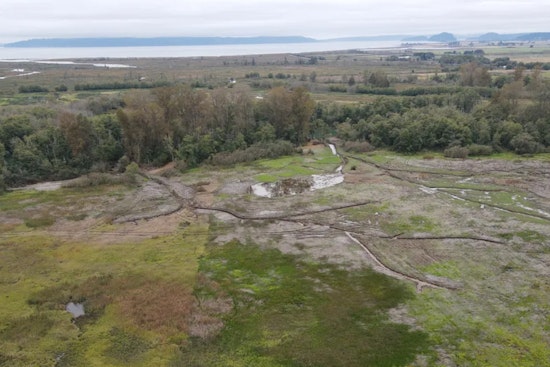 Washington's Milltown Island Estuary Restoration Completed, A Boon for Chinook Salmon and Outdoor Recreation
