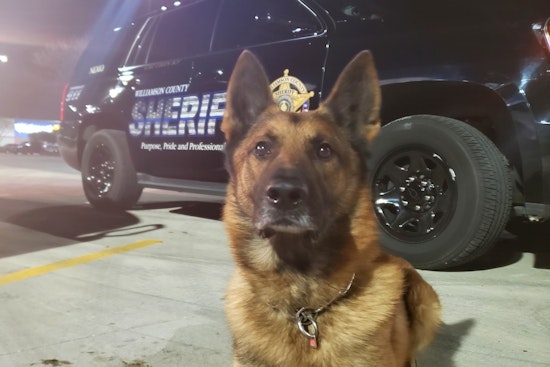 Williamson County Mourns the Loss of Beloved Retired K9 Officer Nemo