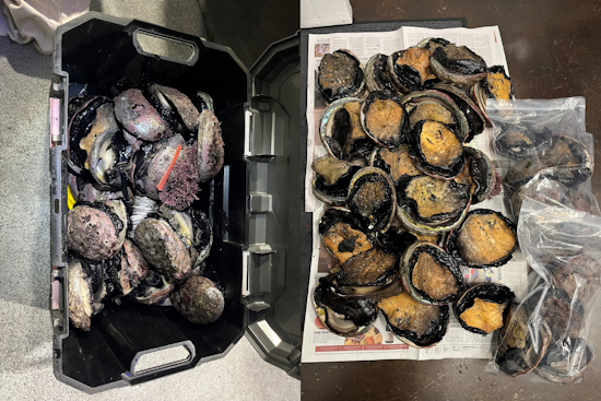 Windsor Police Apprehend Suspects for Abalone Poaching and Drug Possession on Shiloh Rd, Santa Rosa Residents Detained