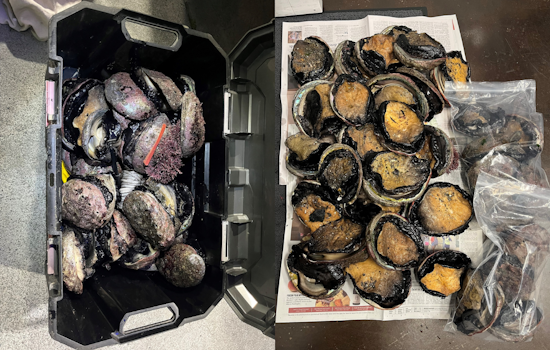 Windsor Police Apprehend Suspects for Abalone Poaching and Drug Possession on Shiloh Rd, Santa Rosa Residents Detained