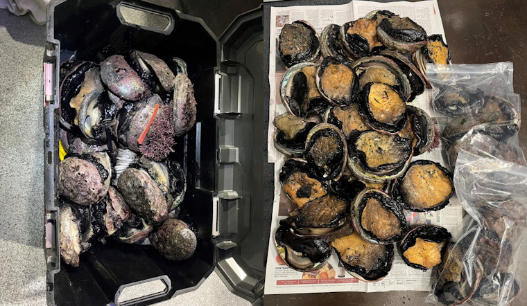 Windsor Police Apprehend Suspects for Abalone Poaching and Drug Possession on Shiloh Rd, Santa Rosa Residents Detained