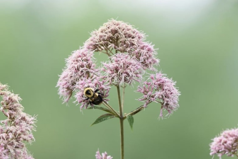 Wisconsin DNR Encourages Native Plant Gardening During National Invasive Species Awareness Week