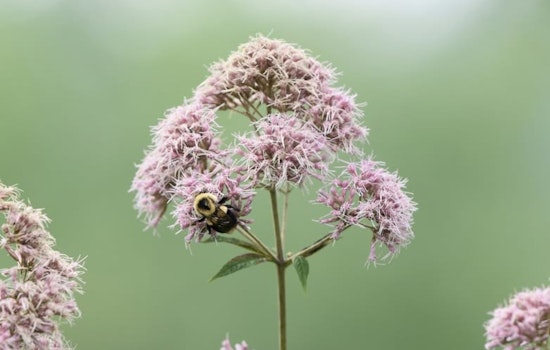 Wisconsin DNR Encourages Native Plant Gardening During National Invasive Species Awareness Week
