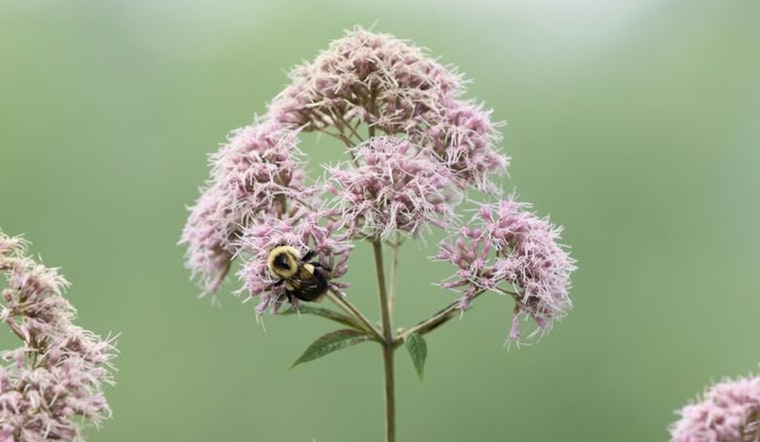 Wisconsin DNR Encourages Native Plant Gardening During National Invasive Species Awareness Week