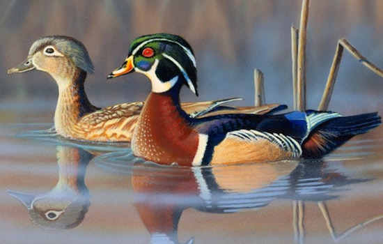 Wisconsin DNR Invites Artists to Leave Their Mark on 2026 Hunting Season with Wildlife Stamp Contest