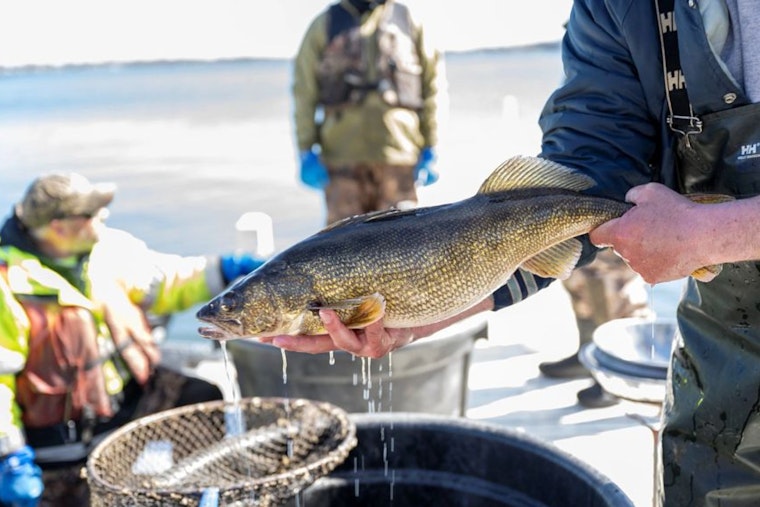 Wisconsin DNR to Host Community Discussion on Walleye in Shawano Lake as Part of Ongoing "Spotlight Series"