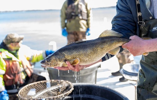 Wisconsin DNR to Host Community Discussion on Walleye in Shawano Lake as Part of Ongoing "Spotlight Series"