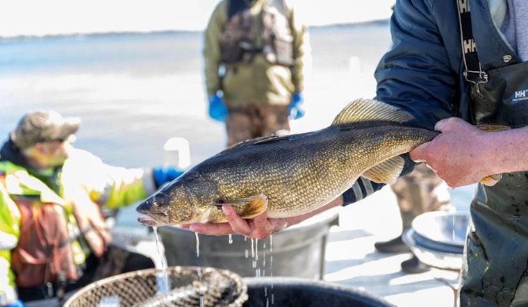 Wisconsin DNR to Host Community Discussion on Walleye in Shawano Lake as Part of Ongoing "Spotlight Series"