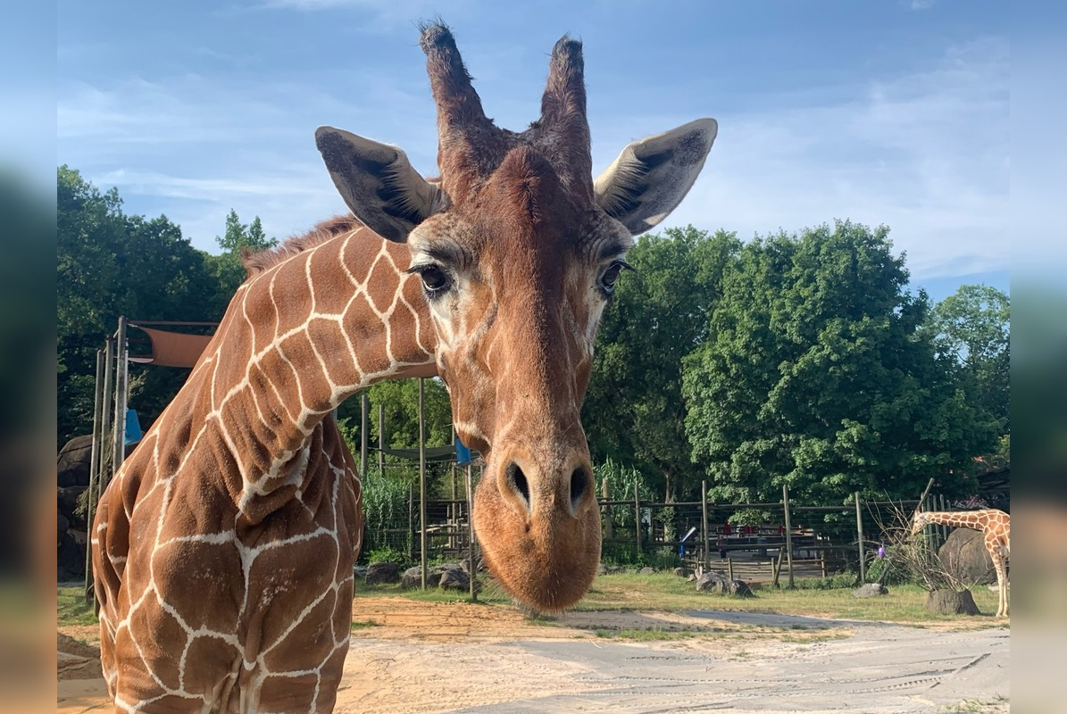 Zoo Knoxville Mourns the Loss of Beloved 24-Year-Old Giraffe Lucille