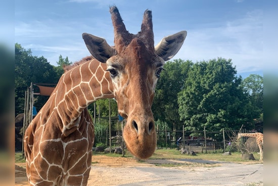 Zoo Knoxville Mourns the Loss of Beloved 24-Year-Old Giraffe Lucille