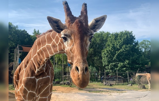 Zoo Knoxville Mourns the Loss of Beloved 24-Year-Old Giraffe Lucille