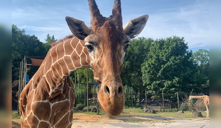 Zoo Knoxville Mourns the Loss of Beloved 24-Year-Old Giraffe Lucille