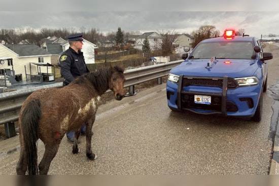 15 Horses Gallop onto Highway M-6 Near Byron Center, Prompting Traffic Delays and a Swift Roundup